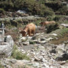 NODAR.00078 - Póvoa das Leiras: Vacas descem a encosta