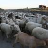 NODAR.01851 - Cabras no campo (Pendilhe, Vila Nova de Paiva)