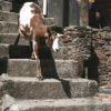NODAR.00061 - Fujaco: Cabras chegam da serra enquanto pastor as chama