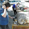 NODAR.00118 - Viseu: Largo da Feira - Vendedores de pintainhos desmontam tenda