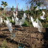 NODAR.00519 - Côta: Vento sobre sacos de plástico em sementeira na Rua da Capela em Zonho