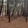 NODAR.00535 - Boa Aldeia, Farminhão e Torredeita: Manipulação de ramos de pinheiro em pinhal junto à estrada N337