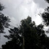 NODAR.00541 - Boa Aldeia, Farminhão e Torredeita: Vento sobre eucaliptos e pinheiros em baldio junto à Rua da Seara em Torredeita