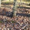 NODAR.00544 - Vilar do Monte: Paisagem sonora ativada de folhas de carvalho secas