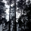 NODAR.00571 - Barreiros e Cepões: Vento sobre eucaliptos e pinheiros em baldio junto à Estrada de Santo Amaro em Nelas-Cepões