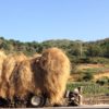 NODAR.00586 - Carvalhal de Vermilhas: Rebanho a pastar, cabra solitária e tractor