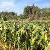 NODAR.00590 - Carvalhal de Vermilhas: Rega de campo de milho regional