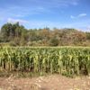 NODAR.00591 - Carvalhal de Vermilhas: Rega e corte de campo de milho regional