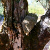 NODAR.01739 - O Cantar da Pedra - Cigarras em olival antigo com pedras (Casal Soeiro, Ansião)