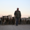 NODAR.01863 - Cabras a passar perto do rio Pedrinha (Pendilhe, Vila Nova de Paiva)