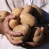 NODAR.01893 - Duas mulheres a capinar o terreno e a plantar batatas 28" (Pendilhe, Vila Nova de Paiva)