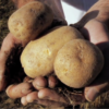 NODAR.01894 - Duas mulheres a capinar o terreno e a plantar batatas 1'04" (Pendilhe, Vila Nova de Paiva)