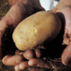 NODAR.01895 - Duas mulheres a capinar o terreno e a plantar batatas 4'35" (Pendilhe, Vila Nova de Paiva)