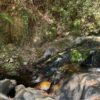 NODAR.02122 - Ribeira de Várzea: pequena cascata (Várzea de Calde, Viseu)
